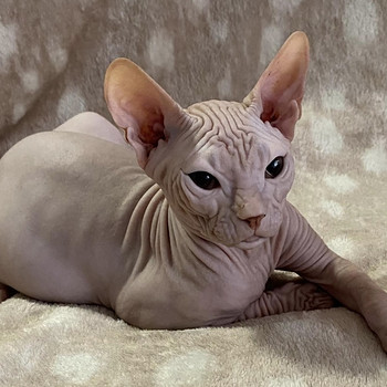 Donskoy sphynx