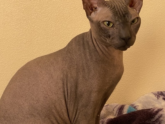 Donskoy sphynx