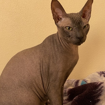 Donskoy sphynx
