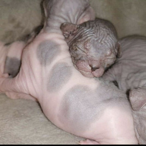 Donskoy sphynx (1 valokuva sivusta 1)
