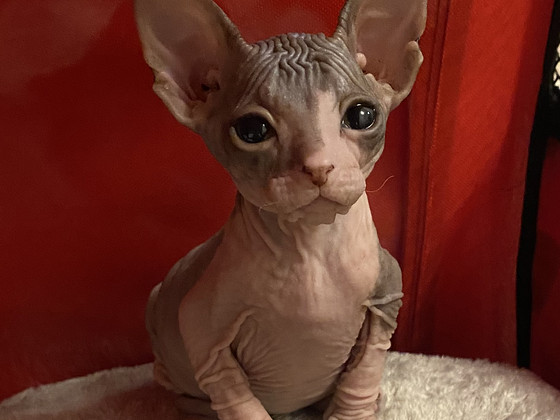 Donskoy sphynx