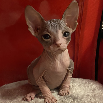 Donskoy sphynx