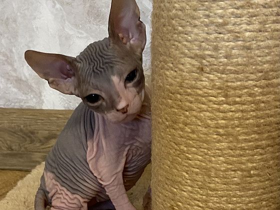 Donskoy sphynx