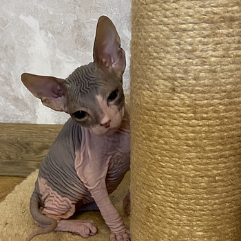 Donskoy sphynx