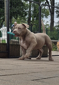 Ameerika bully kutsikad (8 foto / 9)