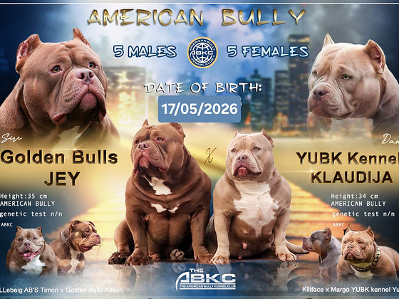Ameerika bully kutsikad