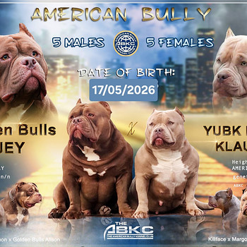 Ameerika bully kutsikad