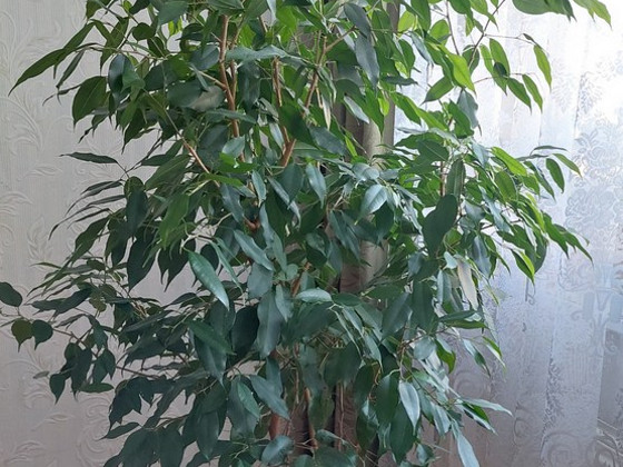 Ficus