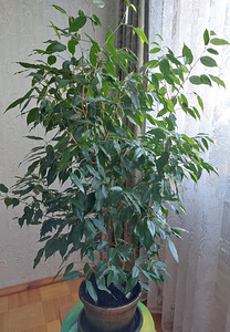 Ficus (2 foto / 2)
