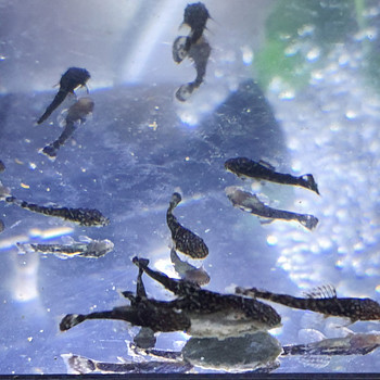 Ancistrus