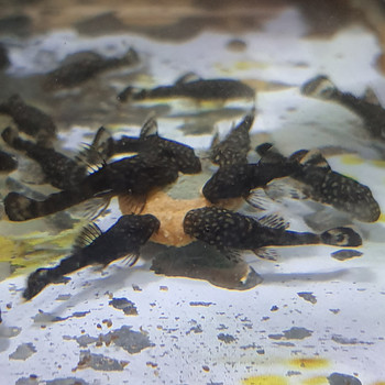 Ancistrus