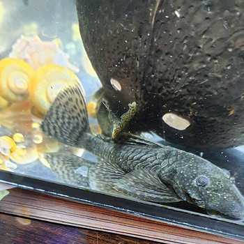 Ancistrus