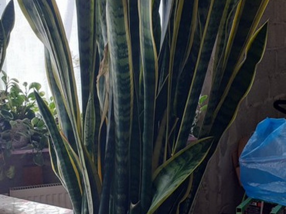 Sansevieria