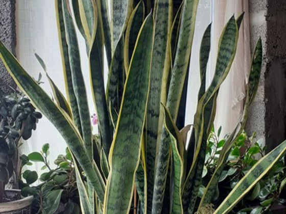 Sansevieria