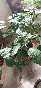 Китайская роза (3 фото из 3)