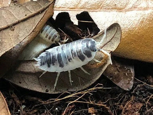 Изоподы/мокрицы Dairy Cow Porcellio Laevis (1 фото из 5)