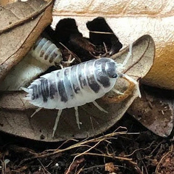 Isopoodid/puugid Dairy Cow Porcellio Laevis. Isopod