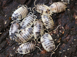 Изоподы/мокрицы Dairy Cow Porcellio Laevis (2 фото из 5)