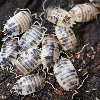 Isopoodid/puugid Dairy Cow Porcellio Laevis. Isopod