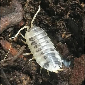 Изоподы/мокрицы Dairy Cow Porcellio Laevis (3 фото из 5)