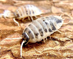 Изоподы/мокрицы Dairy Cow Porcellio Laevis (4 фото из 5)