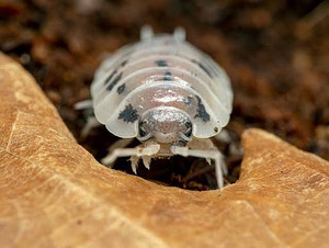 Изоподы/мокрицы Dairy Cow Porcellio Laevis (5 фото из 5)