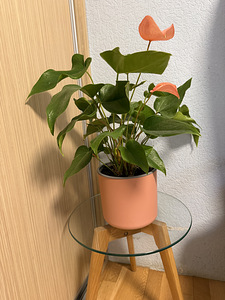 Комнатные растения (3 фото из 7)