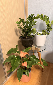Комнатные растения (5 фото из 7)