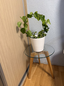 Комнатные растения (6 фото из 7)