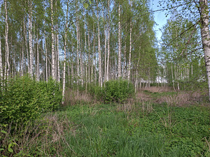Noore-Mihkli, Kurevere, Märjamaa vald, Raplamaa (8 фото из 15)