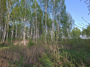 Noore-Mihkli, Kurevere, Märjamaa vald, Raplamaa (9 фото из 15)