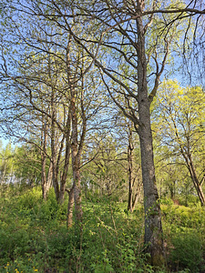 Noore-Mihkli, Kurevere, Märjamaa vald, Raplamaa (11 фото из 15)