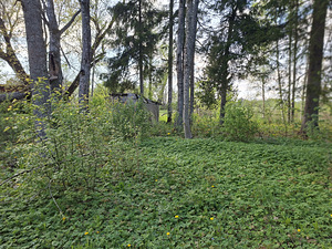 Noore-Mihkli, Kurevere, Märjamaa vald, Raplamaa (12 фото из 15)