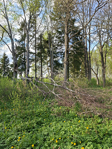 Noore-Mihkli, Kurevere, Märjamaa vald, Raplamaa (14 фото из 15)