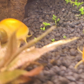 Улитки Ампулярии 5-10мм