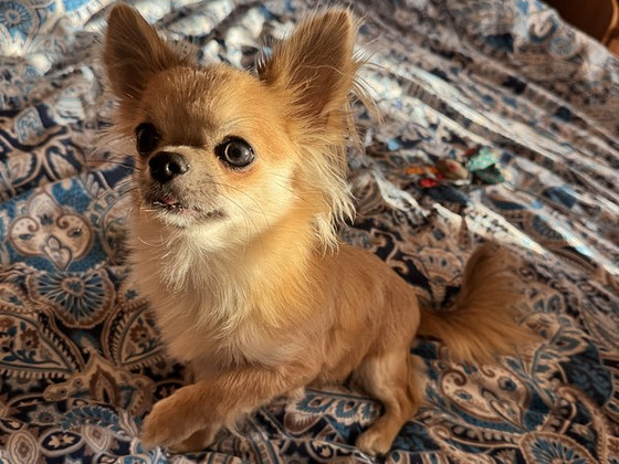 Võluv chihuahua poiss headele kätele! Armas chihuah