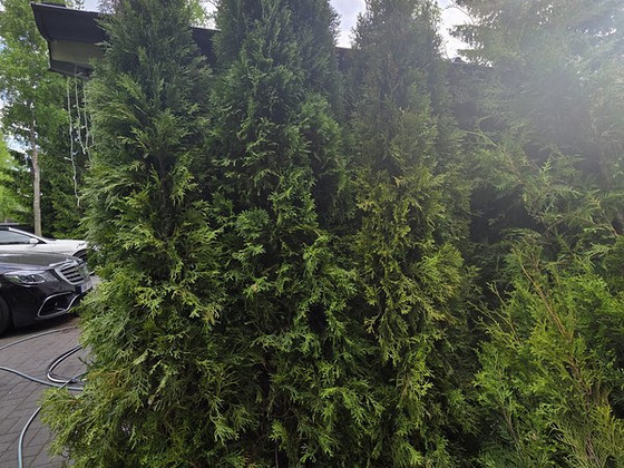 SMARAGD elupuu 140-160cm mullapalliga Hollandist
