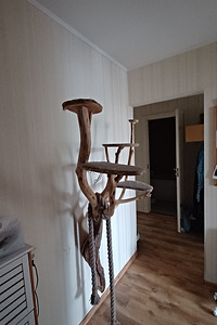 KASSI RONIMIS PUU. (1 foto / 3)
