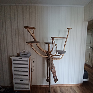 KASSI RONIMIS PUU. (2 foto / 3)