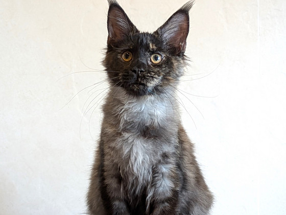 Котенок мейн-кун