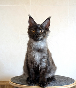 Maine coon emane kassipoeg (1 foto / 2)