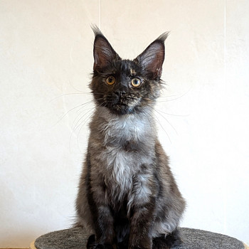 Maine coon emane kassipoeg