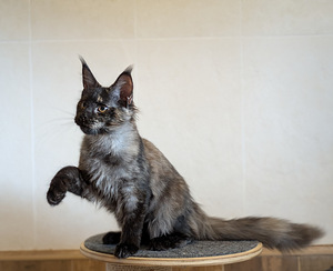 Maine coon emane kassipoeg (2 foto / 2)