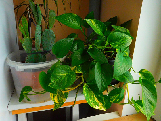 Epipremnum kuldne (Epipremnum aureum)