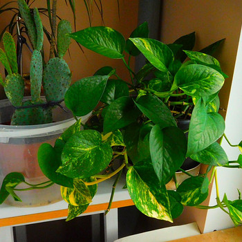 Эпипремнум золотистый (Epipremnum aureum)