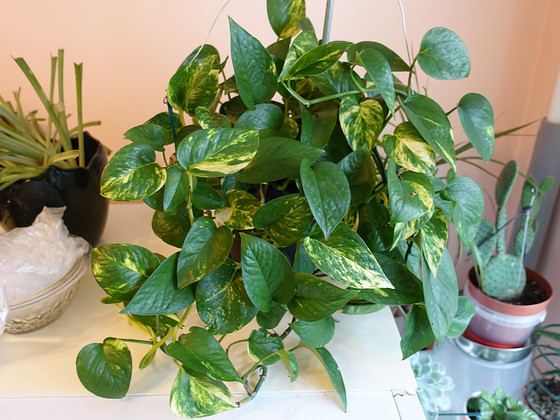 Epipremnum kuldne (Epipremnum aureum)
