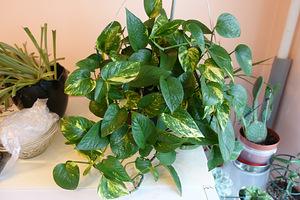 Эпипремнум золотистый (Epipremnum aureum) (1 фото из 2)