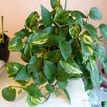 Epipremnum kuldne (Epipremnum aureum)
