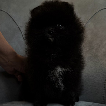 Tüdruk pomeranian spits FCI