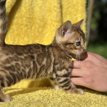 Бенгальские котята